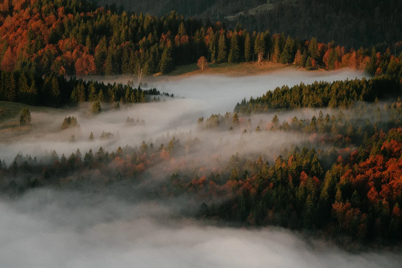 Schwarzwald im Nebel