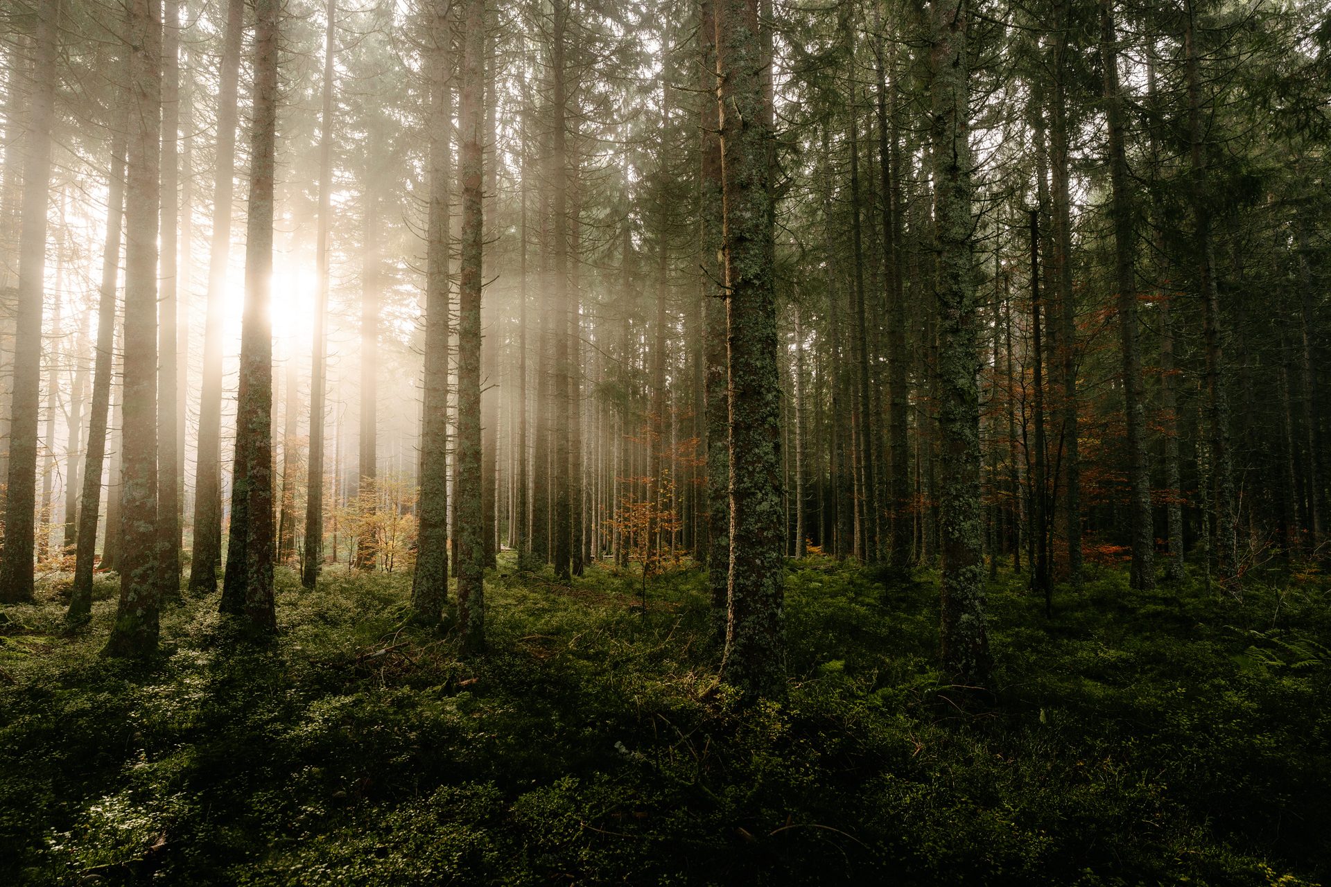 Schwarzwald mit Sonnenlicht zwischen den Bäumen